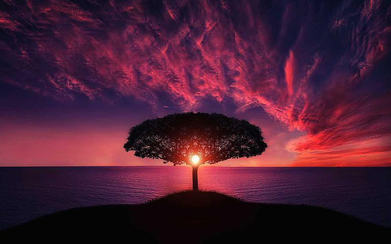   Nature tree sunset   